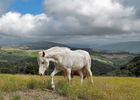 White Horse in Monterey