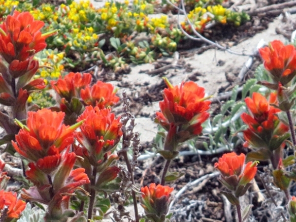 Western Indian Paintbrush in the Sand