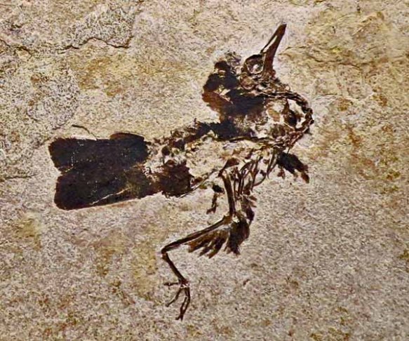 Bird Fossil #2