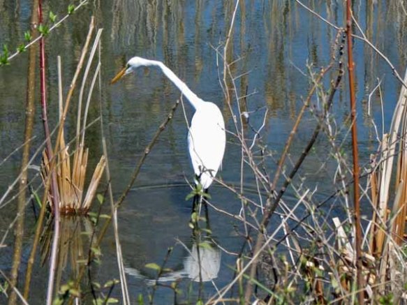 First Egret of the Year