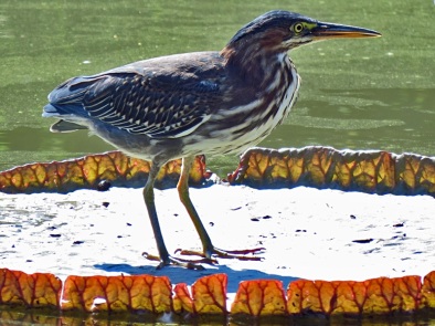 Green Heron on a Victoria Lily Pad