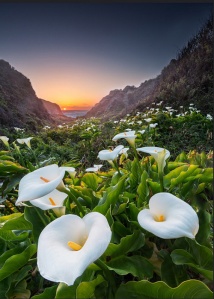 Calla Lilies at Doud Creek - Big Sur, CA, by Chris Axe