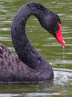 Black Swan in St. James's Park